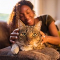 Melodías Lofi: Melodías Suaves Para Gatos