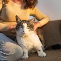 Ecos suaves、Gato Total Relax、Gatos Especialistas - Ritmos Relajantes Para Los Gatos