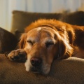 Música fácil de domingo por la mañana、Lista de Reproducción para Relajar Perros、Relajación Musical para Cachorros - Interludio De Búsqueda Matutina