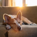 Estado de distracción、Música Chill para Perros、Música de Fondo para Perros - Busca Los Ritmos Divertidos
