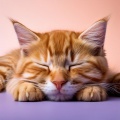 Clima salvaje、Grabaciones de sonido de vida silvestre、Proyecto de música para gatos durmiendo - Melodías Juguetonas De Los Gatos