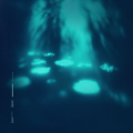 noctiluca