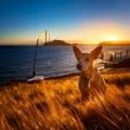 Lofi Chill Beats to Relax、Music for Dogs Collections、Dog Separation Anxiety Music - Warm Lofi Comfort