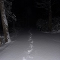 Woods (Explicit)