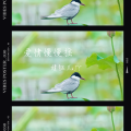 婧钰儿JY - 爱情慢慢摇