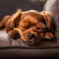 calma musical、Amigo Canino Sonidos、Armonía para Perros - Música Relajante Nocturna Para Mascotas