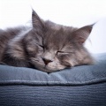 Melodías Suaves Para Gatos Para Noches De Descanso