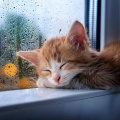 Almuerzo sereno、Biblioteca para animales、Melodía especial para criaturas - Suave Música Nocturna Para Mascotas