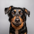 Viajes tranquilos、Listas de reproducción de música relajante para perros、El relajador de perros - La Música Tranquila Ayuda A Dormir