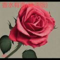 韩黎勤 - 香水有毒
