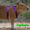 ANDY JAVIER - Capibara