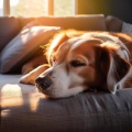 Patas para el pensamiento、Perros en casa、Zona de terapia canina - Melodías De Correa Suave