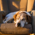 Compañeros Calmados: Música De Guitarra Para Perros