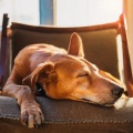 Jardín Musical、Musicoterapia canina、Buena musica para perros - Caminos Musicales Relajados