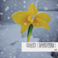 牵丝戏（菠萝吹雪版）
