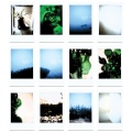 Fallen Tree - Semaphore