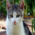 DAMIAN RODRIGUEZ - Gato