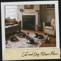 Cat and Dog Music Place: Harmony of Whiskers