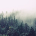 Lloyd Vaan - Forrest