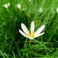 葬花 - LOVE YOU CXL