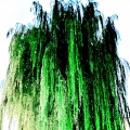 WILLOW (Explicit)