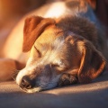 Estado de distracción、Mascotas、Música para dormir para mascotas - Armonía Suave Para Mascotas Tranquilas
