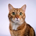 Música a la hora del almuerzo、Grabaciones de sonido de vida silvestre、Proyecto Música para Gatos - Tonos Suaves Para La Quietud Felina
