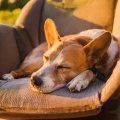 Lofi Para Perros: Melodías Armónicas Relajantes