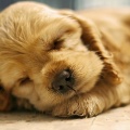 Pure Tunes for Dogs' Serene Evenings