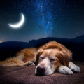 Acordes De Perros Lofi: Texturas Musicales Calmantes