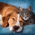Escucha fácil del domingo、Terapia sonora para el alma animal、Serenidad animal - Mezclas De Acordes Armonizados