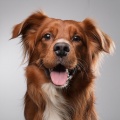 Música tranquila para la cena、Música Calmante para Cachorros、Los chicos de la música del perro - Sonido Canino Flotante