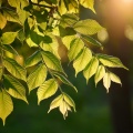 Música relajante con sonidos de la naturaleza、Musicoterapia de Relajación、Música Para La Relajación - Música Lofi Para Una Suave Relajación