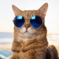 Bajo Ronroneante: Música De Hip Hop Para Gatos