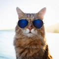 Patitas De Hip Hop: Ritmos Para Gatos Relajados
