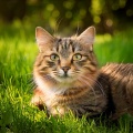 Quiet Time Tunes for Cats: Soothing Sounds