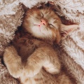 Peaceful Cat Music for Serene Days