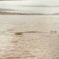 Secret Agent、Declan Sheehy-Moss、Noam Tanzer - mAgnetized