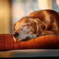 Chill-hop melódico、Lluvia para seres pacíficos、Paz para animales - Relájate Con Mascotas