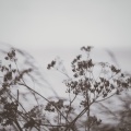E8r - 一句悲傷的話和無處安放的心亂如麻在寒風中搖曳