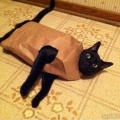 Cat's outta the Bag