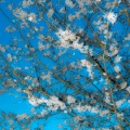 花木兰进行曲