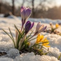 Melting Snow (Original Motion Picture Soundtrack)