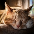Sonido en armonía、Relajación Sonora para Gatitos、Música en Paz para Gatos - Cálido Confort Felino