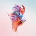 The Silent Ocean - Fluorescent