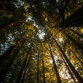 Breathing into Universal Sound