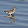 Lewis Kopenhafer - Sandpiper
