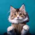 Un millón de flores、Música para Calmar a tu Gato、Zona de Relax para Gatos - Paisaje Sonoro Juguetón Para Felinos