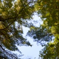 恋 梦 夏 时