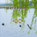 冼琦 - 旧时燕 (古风版)